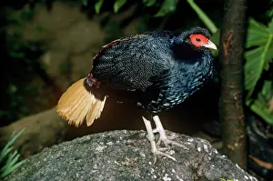Malayan: Malayan crestless Fireback Pheasant - male