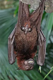Malayan: Malayan Flying Fox - male hanging upside down