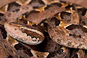 Java: Malayan ground pit viper (Calloselasma rhodostoma)