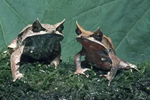 Malayan: Malayan Horned Frog