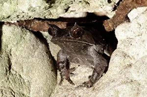 Malayan: Malayan Horned frog