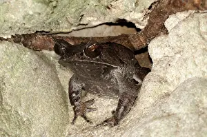 Malayan: Malayan Horned frog