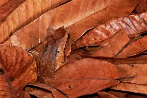 Sarawak: Malayan horned frog (Megophrys nasuta). Borneo