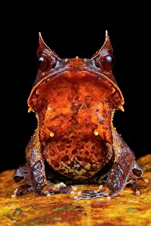 Sarawak: Malayan horned frog (Megophrys nasuta). Borneo