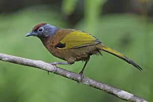 Sport: Malayan Laughingthrush (Trochalopteron peninsulae)