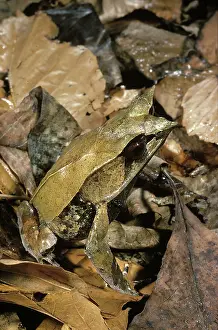 Monticola: Malayan Leaf Frog