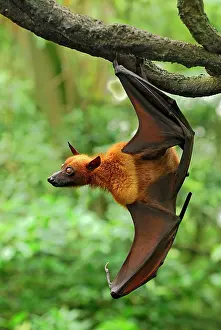 Malayan: Malayan / Malaysian Flying Fox - hanging from branch