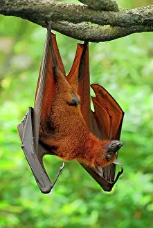 Malayan: Malayan / Malaysian Flying Fox - hanging from branch