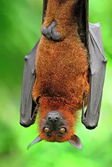 Malayan: Malayan / Malaysian Flying Fox - hanging upside down