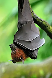 Malayan: Malayan / Malaysian Flying Fox - hanging upside down
