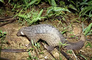 Manis: Malayan Pangolin