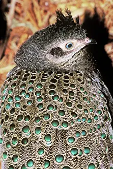 Malayan: Malayan Peacock-pheasant