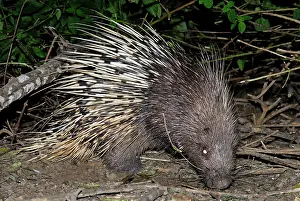 Malayan: Malayan Porcupine / East Asian Porcupine
