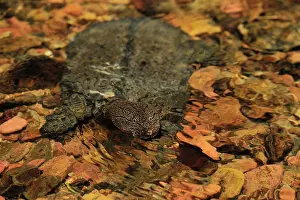 Malayan: Malayan Soft-shelled Turtle