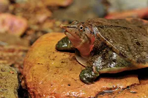 Malayan: Malayan Soft-shelled Turtle