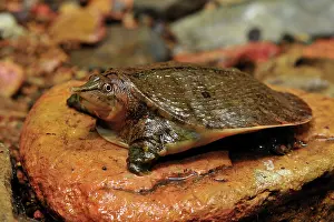 Malayan: Malayan Soft-shelled Turtle