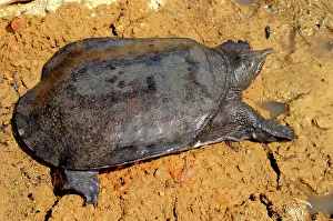 Malayan: Malayan Soft-Shelled Turtle
