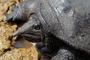 Malayan: Malayan Soft Shelled Turtle