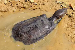 Malayan: Malayan Soft Shelled Turtle