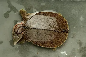 Malayan: Malayan Soft-shelled turtle