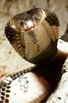 Malayan: MALAYAN SPITTING COBRA - close up