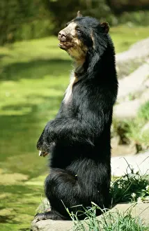 Malayan: Malayan Sun Bear