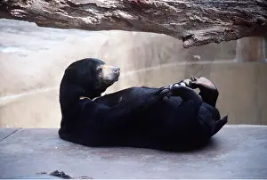 Contentment: MALAYAN SUN BEAR
