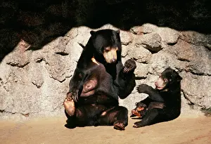 Malayan: Malayan Sun Bear - With cub