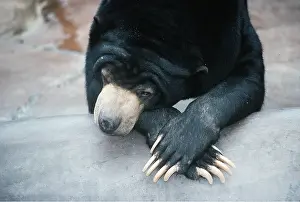 Relaxing: MALAYAN SUN BEAR - relaxing