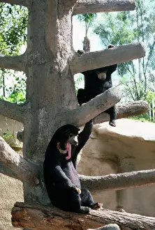 Malayan: Malayan Sun Bear - showing long tongue