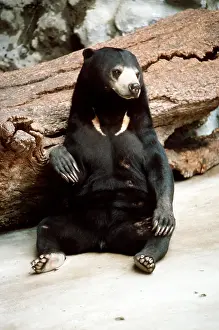 Bonnie Weisser: MALAYAN SUN BEAR - sitting down