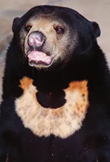 Malayan: Malayan Sun Bear - Threatened
