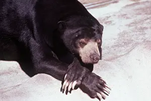 Contentment: MALAYAN SUN BEAR - IN ZOO
