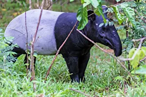 Malayan: Malayan Tapir