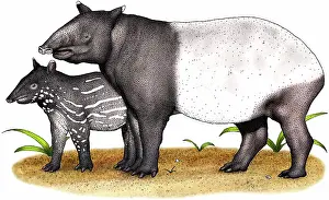 Indicus: Malayan Tapir