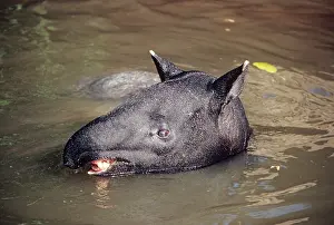 Malayan: Malayan Tapir - in water