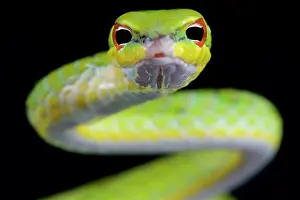 Malayan: Malayan vine snake (Ahaetulla mycterizans), Malaysia
