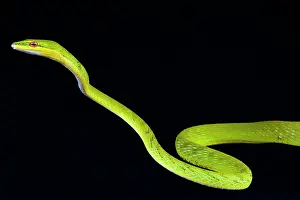 Malayan: Malayan vine snake (Ahaetulla mycterizans), Malaysia