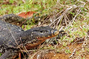 Sabah: MalayanVaran