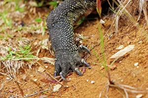 Sabah: MalayanVaran