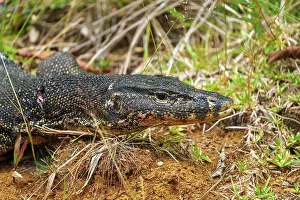 Sabah: MalayanVaran