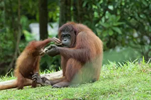Malay: Malaysia, Borneo, Sabah, Kota Kinabalu