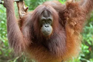 Malay: Malaysia, Borneo, Sabah, Kota Kinabalu