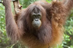 Malay: Malaysia, Borneo, Sabah, Kota Kinabalu, Lok Kawi