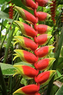 Brian Mcdairmant: Malaysia - Heliconia Rostrata flower