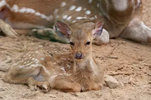 Chital: Malaysia, Island of Borneo, Sabah, Kota