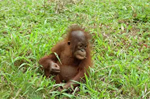 Malay: Malaysia, Island of Borneo, Sabah, Kota