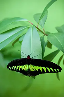 Birdwing: Malaysia, Island of Penang, Penang Butterfly