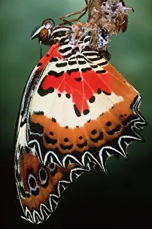 Pascal Goetgheluck: Malaysia Lacewing Butterfly - emerging