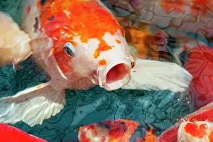 Haseltine: Malaysia, Malacca (Melaka). Close-up of koi fish